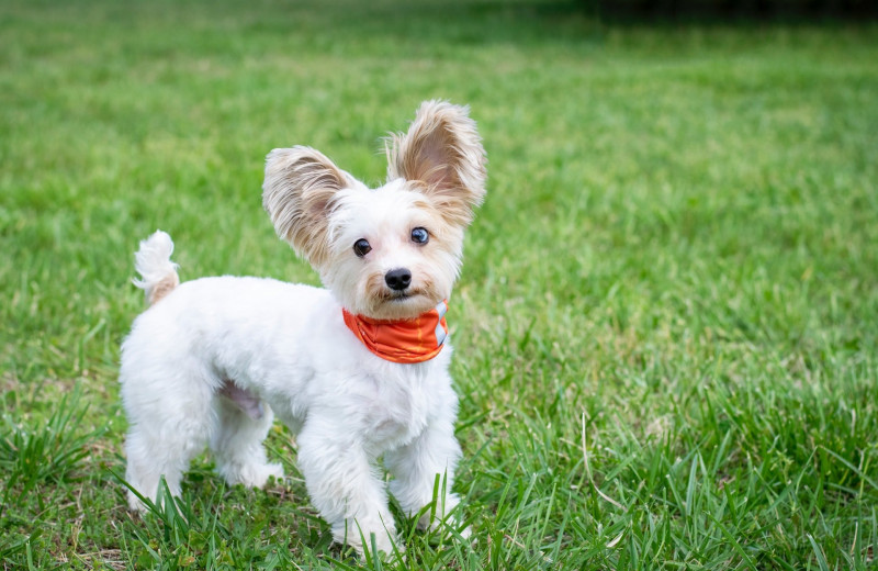 7 популярных проблем со здоровьем маленьких собак