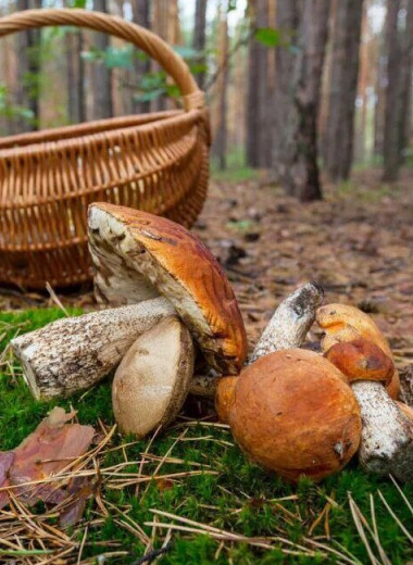 Открываем сезон: 10 съедобных грибов и как их отличить от ложных 
