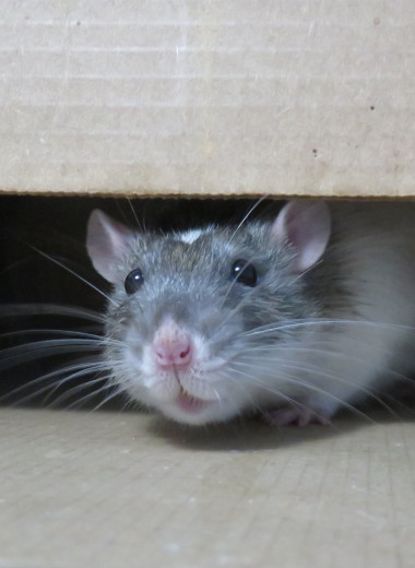 Жуткая история: почему люди панически боятся крыс?