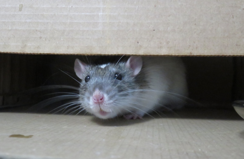 Жуткая история: почему люди панически боятся крыс?