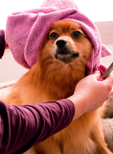Грумеры боятся стричь пуделей: 5 интересных фактов о собачьих парикмахерах