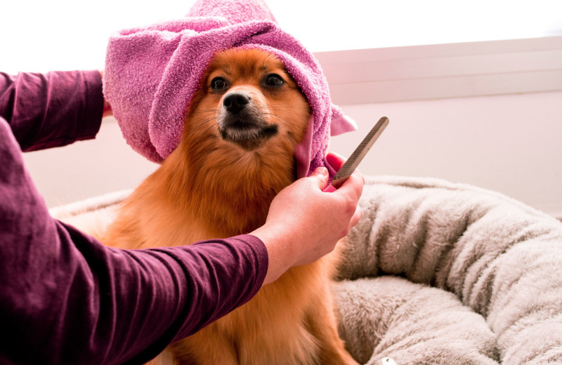Грумеры боятся стричь пуделей: 5 интересных фактов о собачьих парикмахерах