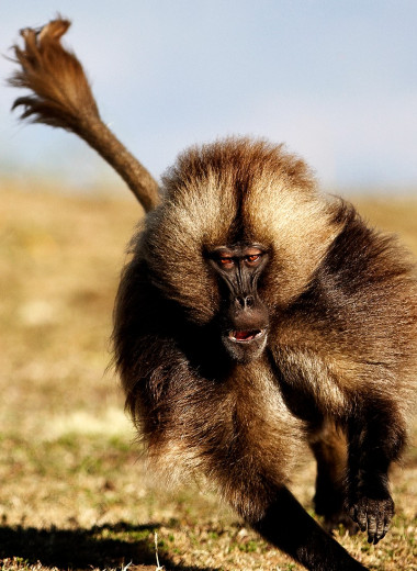Обогнать обезьяну: ген, который мешает бегать