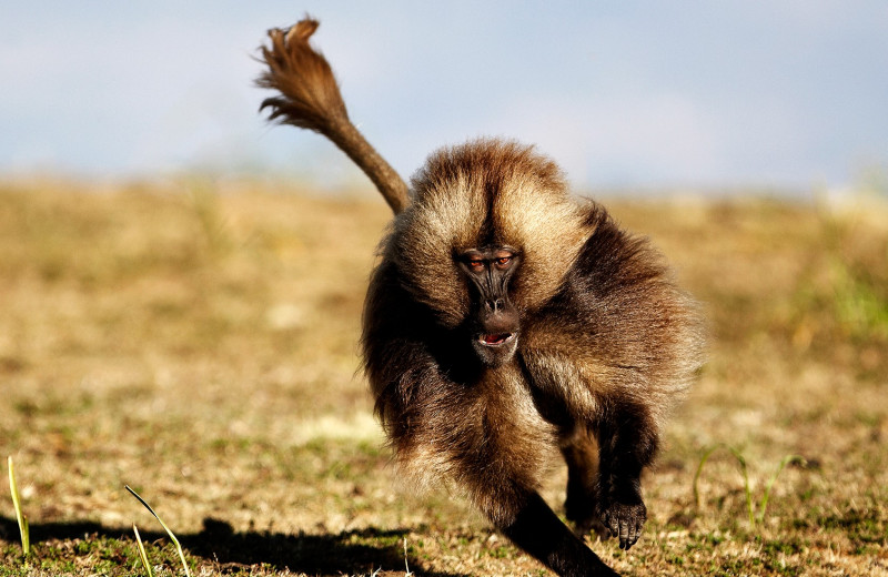 Обогнать обезьяну: ген, который мешает бегать