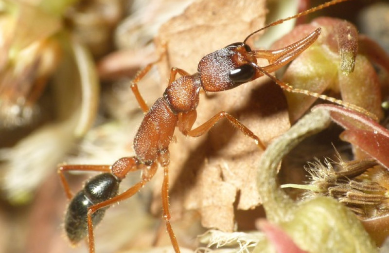 Отказ от размножения помог муравьям восстановить утраченный объем мозга