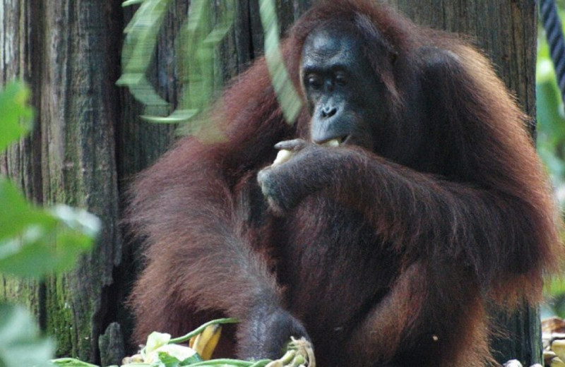 Доступность пищи позволила орангутанам-мигрантам больше учиться у местных
