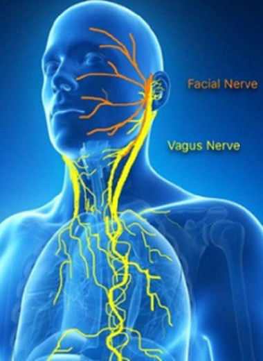 Опухоли захватывают сенсорные нейроны, чтобы отключить иммунную систему