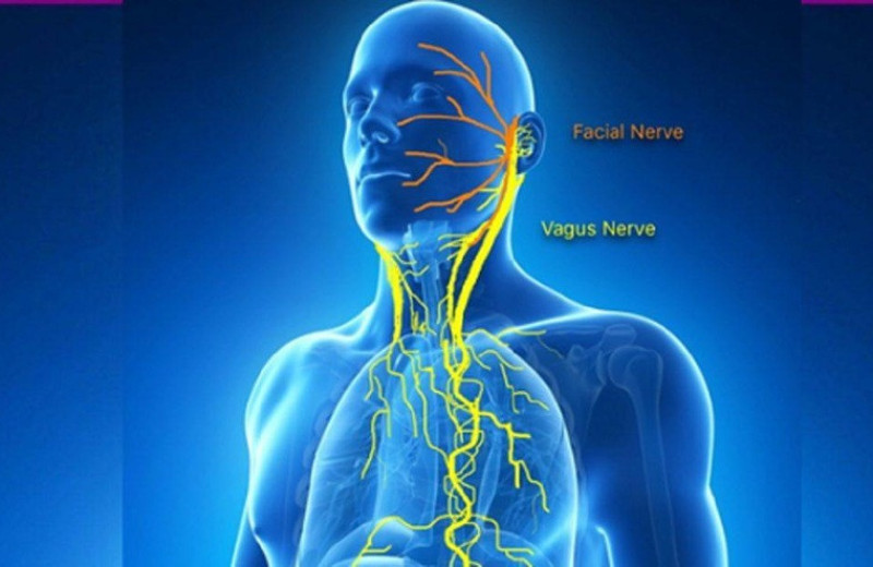 Опухоли захватывают сенсорные нейроны, чтобы отключить иммунную систему