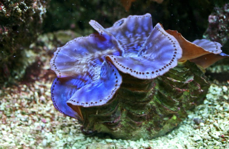 Пигменты гигантских моллюсков перевели ультрафиолет в нужный фотосимбионтам свет