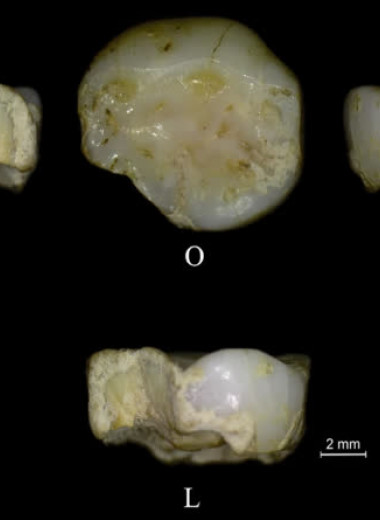 Зуб ребенка из Италии указал на сезонную мобильность позднепалеолитических охотников на сурков