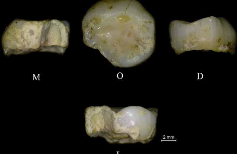 Зуб ребенка из Италии указал на сезонную мобильность позднепалеолитических охотников на сурков