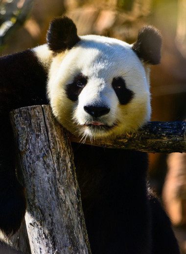Как пандам удается оставаться толстыми на бамбуковой диете?