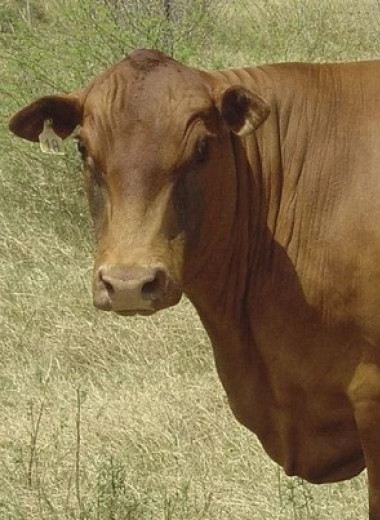 FDA одобрило мясо генетически отредактированных короткошерстных коров