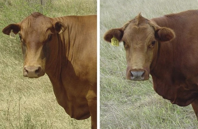 FDA одобрило мясо генетически отредактированных короткошерстных коров
