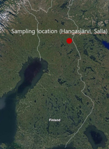 Событие Мияке VII века до нашей эры уточнили по финской древесине