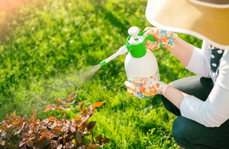 Как избавиться от вредителей в саду без химии: 7 спреев, которые можно приготовить в домашних условиях
