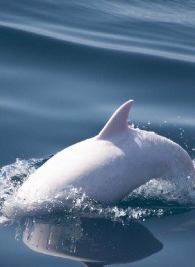 Ученые встретили в Черном море дельфина-альбиноса