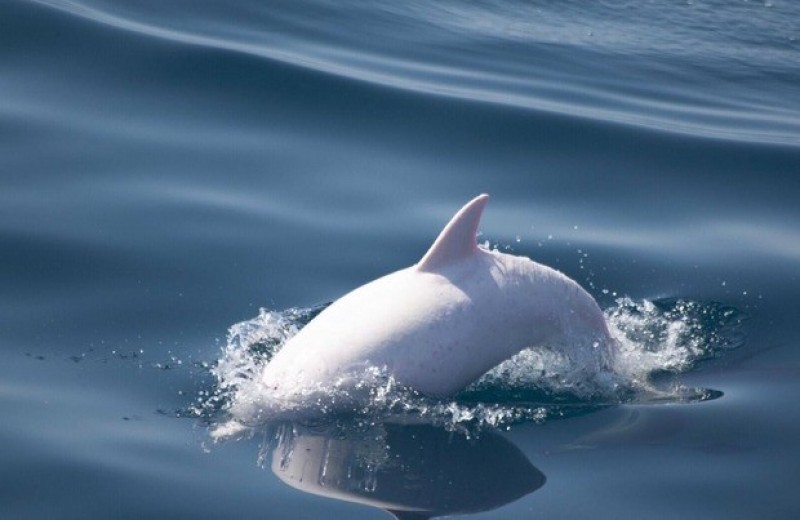 Ученые встретили в Черном море дельфина-альбиноса
