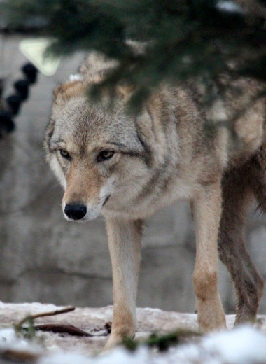 В Висконсине несмотря на протесты одобрили убийство 300 волков этой осенью