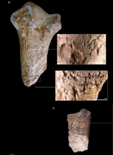 Неандертальцы сделали мягкие отбойники из костей шерстистых носорогов