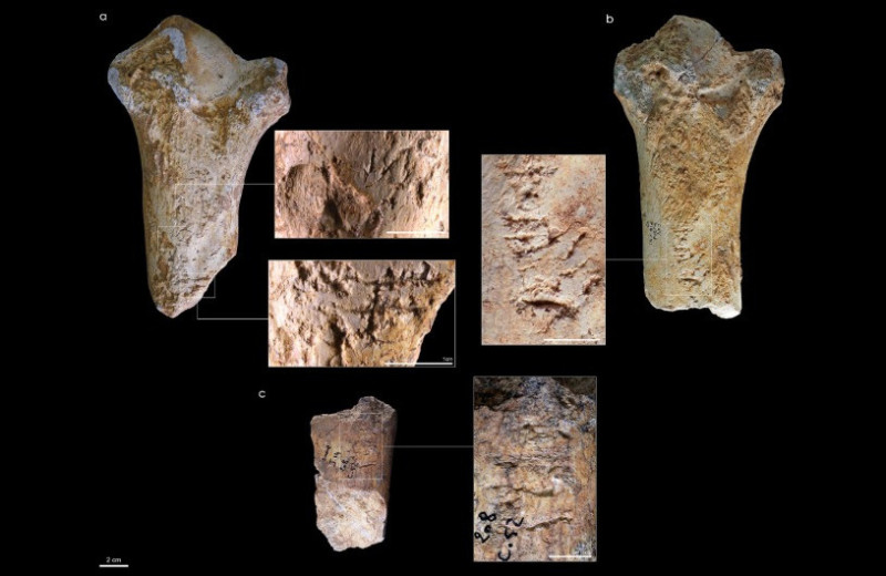 Неандертальцы сделали мягкие отбойники из костей шерстистых носорогов