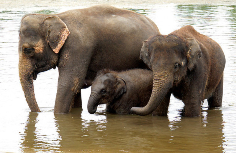 Путешествующее с прошлого марта стадо слонов добралось до столицы провинции Юньнань