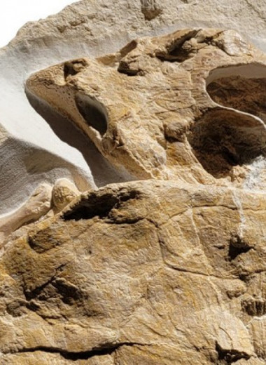 Немецкие палеонтологи описали отлично сохранившуюся черепаху из юрского периода