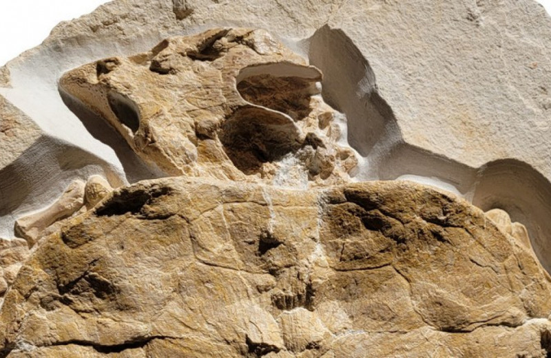 Немецкие палеонтологи описали отлично сохранившуюся черепаху из юрского периода