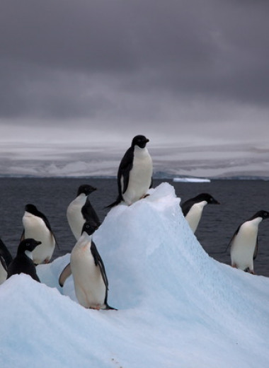 В Антарктиде оттаяла древняя колония пингвинов Адели возрастом около пяти тысяч лет