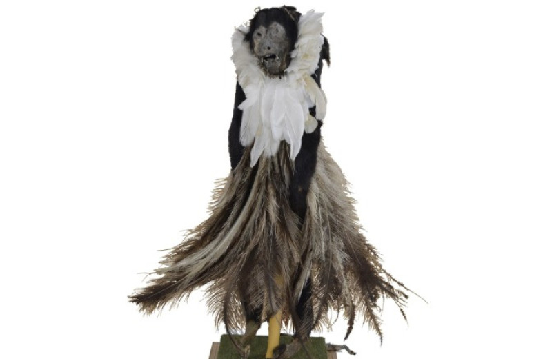 Индейцы нарядили мумию черного ревуна в перья 500 лет назад