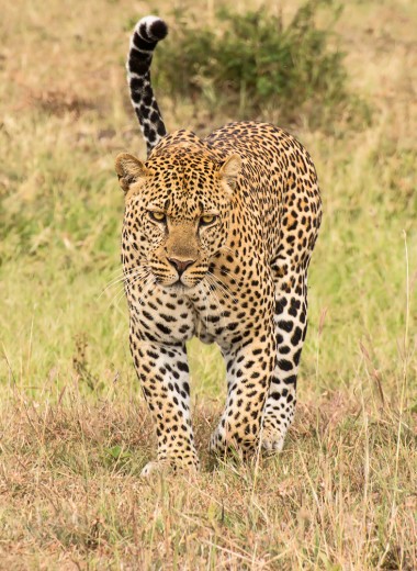 Леопард сорвал скальп с немецкого туриста в Намибии