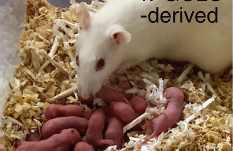 Сперматозоиды из стволовых клеток помогли зачать крысят