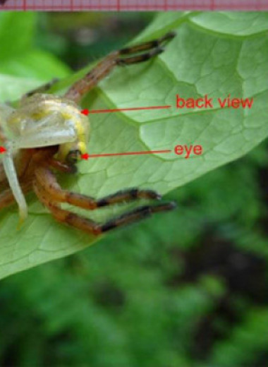 Мадагаскарских пауков заподозрили в охоте на лягушек с помощью ловушек из листьев
