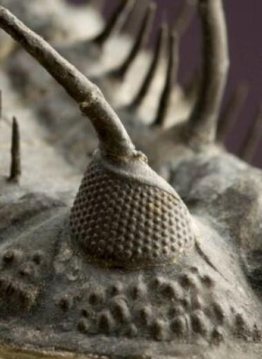 Каменные глаза трилобитов: удивительная загадка доисторических времен