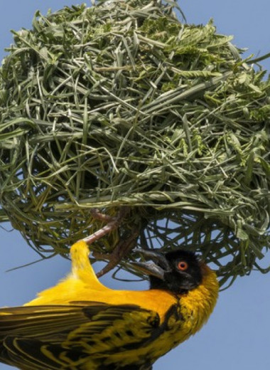Орнитологи предсказали гнездовой материал птиц по форме клюва