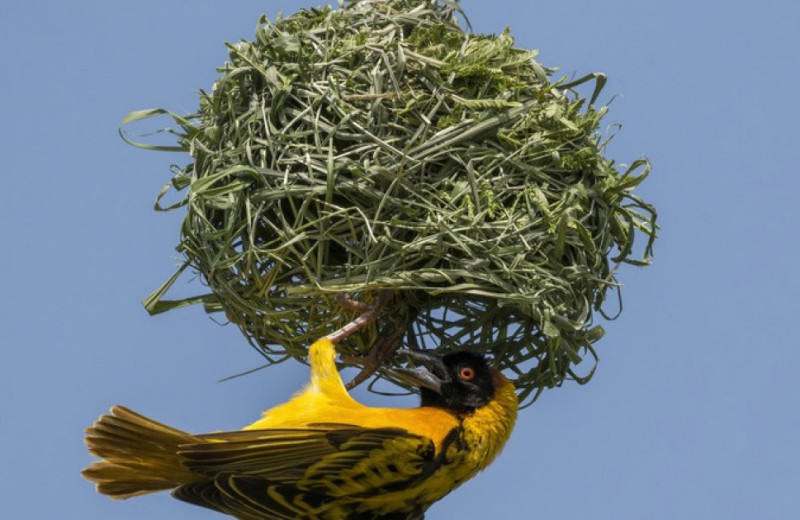Орнитологи предсказали гнездовой материал птиц по форме клюва