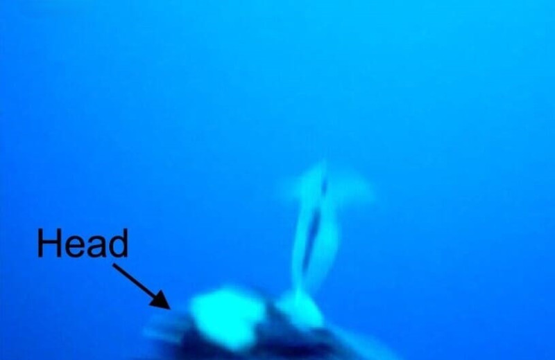 Пингвины Адели поохотились на крылоногих моллюсков