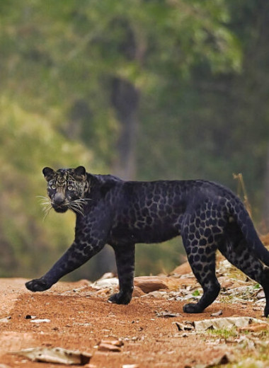 Охота редчайшего черного леопарда попала на видео. Посмотрите на эту удивительную дикую кошку