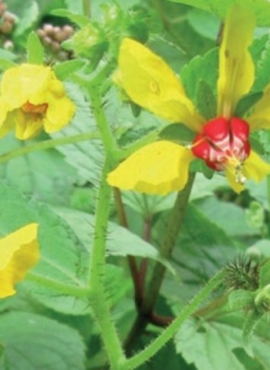 Ботаники переоткрыли пять потерянных видов растений из Перу и Эквадора