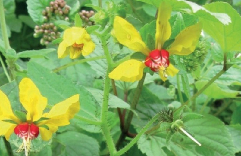 Ботаники переоткрыли пять потерянных видов растений из Перу и Эквадора