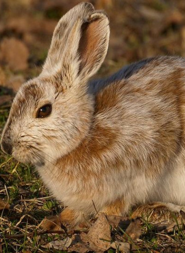 Влияние глобального потепления на окраску зайцев-беляков