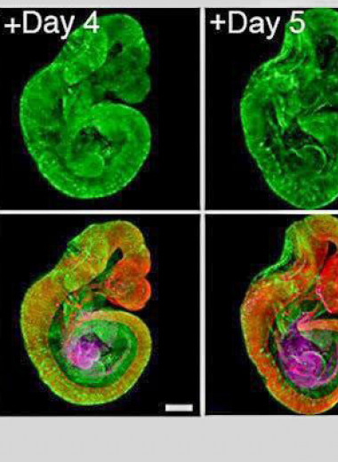 Эмбрионы мышей в пробирке довели до стадии образования органов