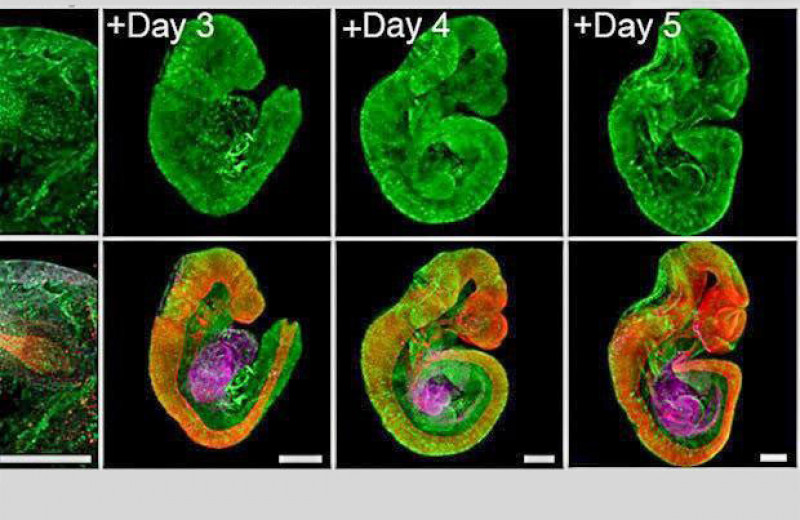 Эмбрионы мышей в пробирке довели до стадии образования органов