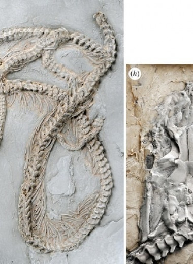 В Германии нашли окаменелости древнейшего питона