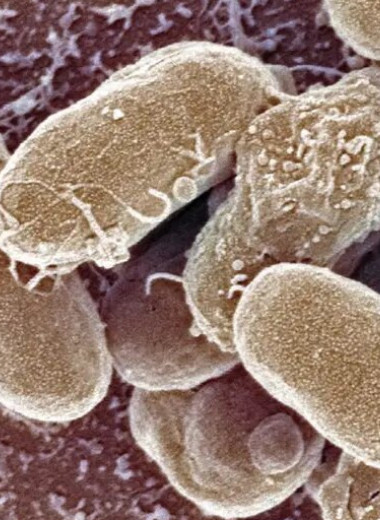 ИИ нашел почти миллион новых антибиотиков, поражающих устойчивые бактерии