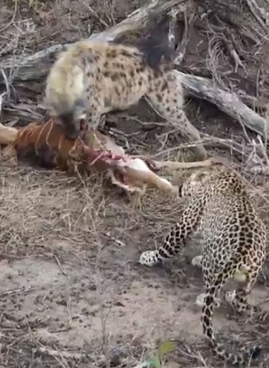 Совместная трапеза леопардов и гиены: видео