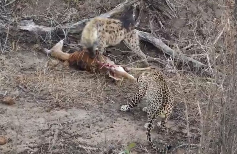 Совместная трапеза леопардов и гиены: видео