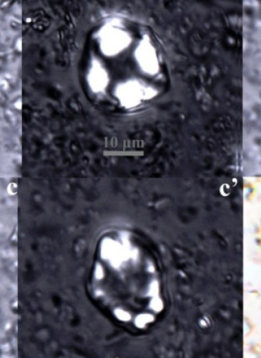 В китайской гробнице сохранился 2000-летний алкогольный напиток
