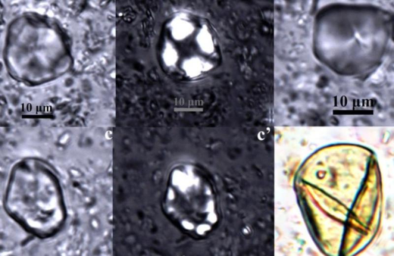 В китайской гробнице сохранился 2000-летний алкогольный напиток