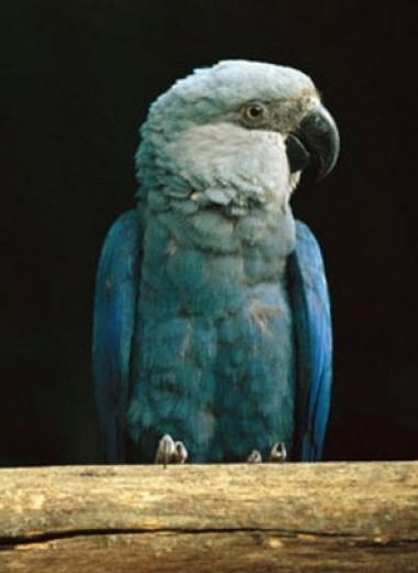 Орнитологи вернули вымерших в природе голубых ара в бразильские леса